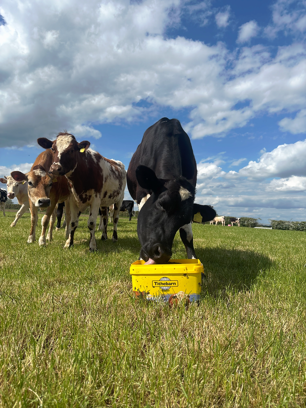 Supporting Growth in Livestock Nutrition Through Strategic Marketing: Our Partnership with Tithebarn