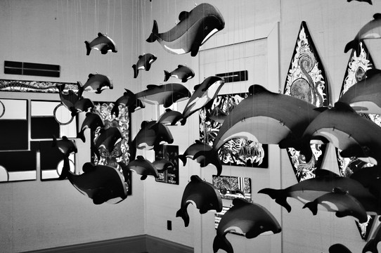 Maui dolphins