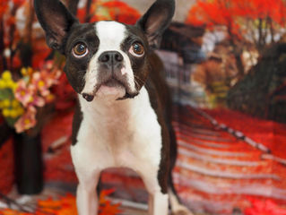 19日は発表会のためお休み頂きます。