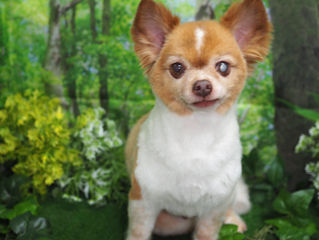 明日はお休みをいただきます&Web予約スタートしています!