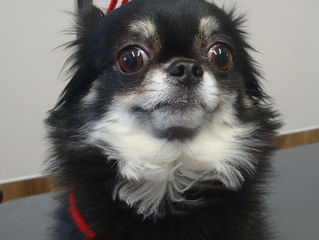 明日はセミナー