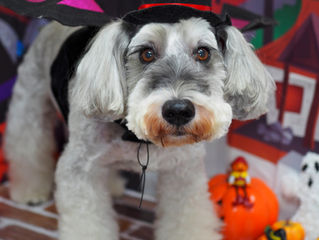 8周年イベント開催中!