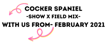 GUINESSS HELLO.png