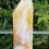 Thumbnail: Golden Healer Quartz from Brazil