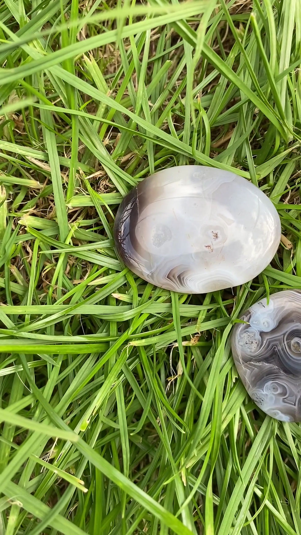Thumbnail: Botswana Agate Palm Stone