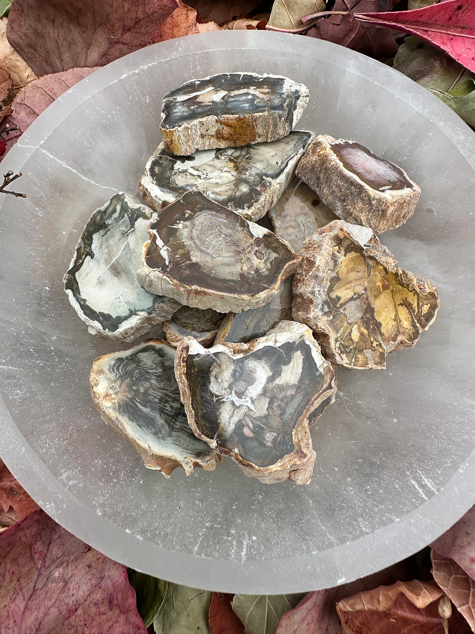 Thumbnail: Petrified Wood