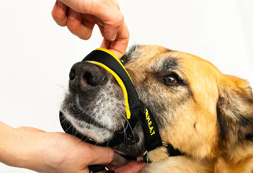 Thumbnail: HEAT Leader Dog Head Collar