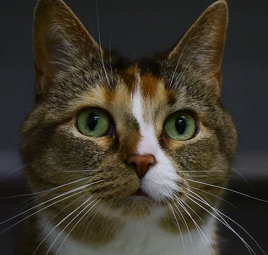 Patty Cake (10)_edited.jpg