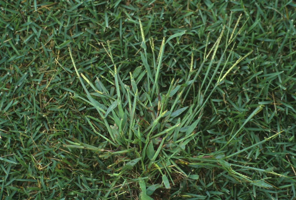 All About Crabgrass all-about-crabgrass