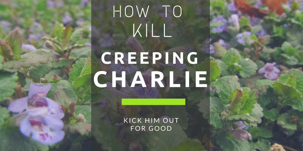 Creeping Charlie Garden Center Oak Lawn Fasel And Sons