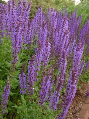 East Friesland Salvia