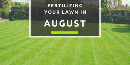 Fertilizing Your Lawn in August