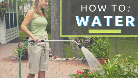 How To Water