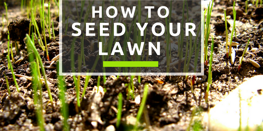 Reseeding turf & fruit tree growth below the graft How To Seed Your Lawn
