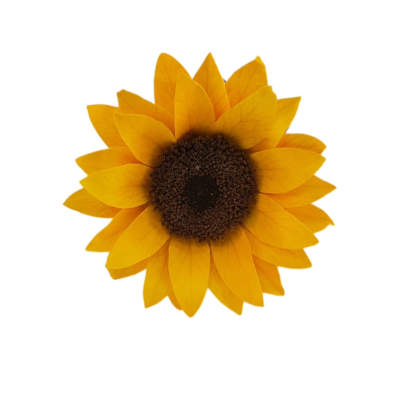 forever sunflower