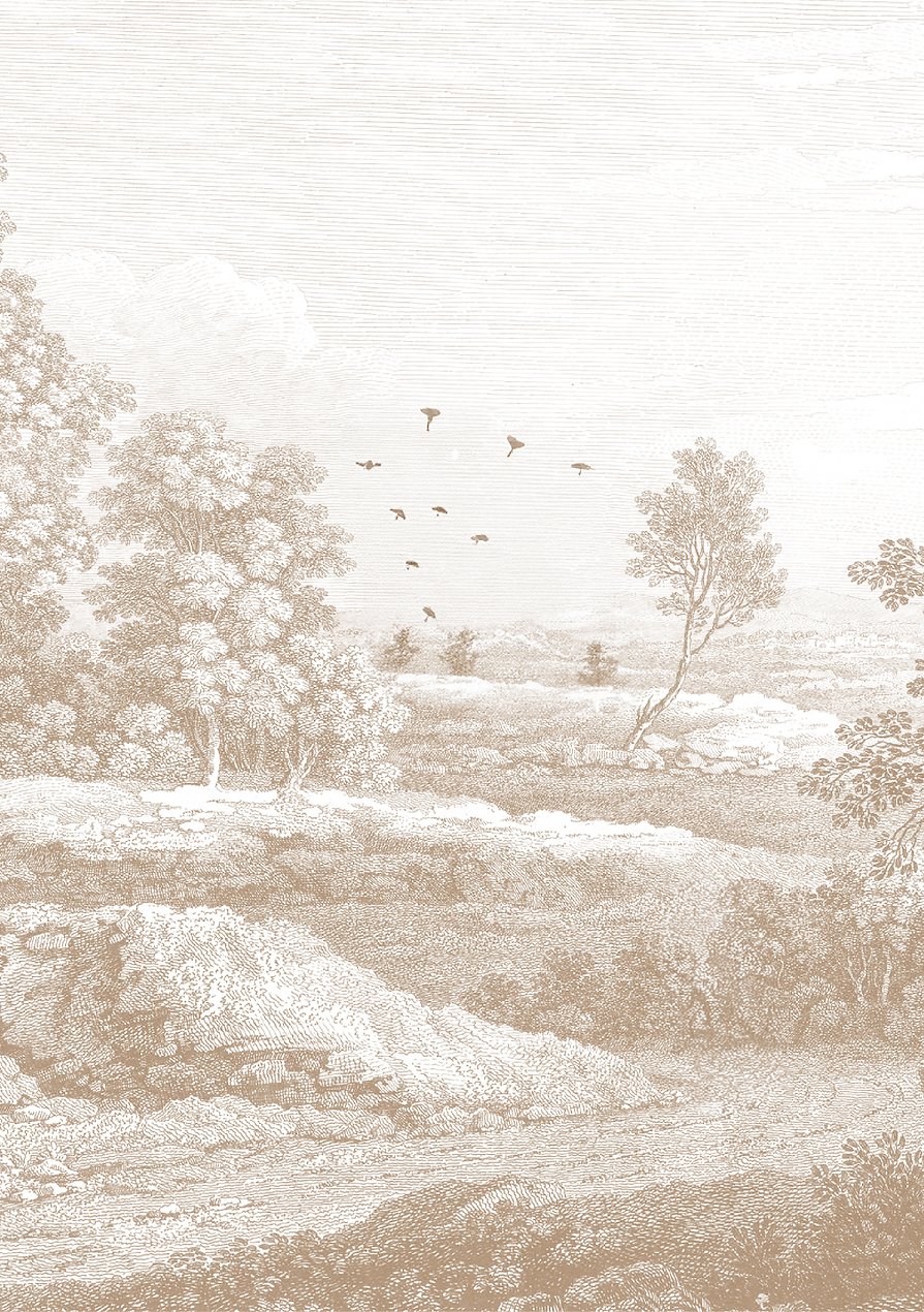 BACKGROUND ILLUSTRATION.png
