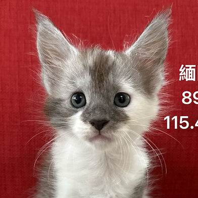 891公 Burton 波頓