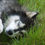 Miniature : Poster (grand)  Husky Ice wolfs