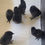 Thumbnail: Ayam Cemani Chicks (The All Black Chicken)