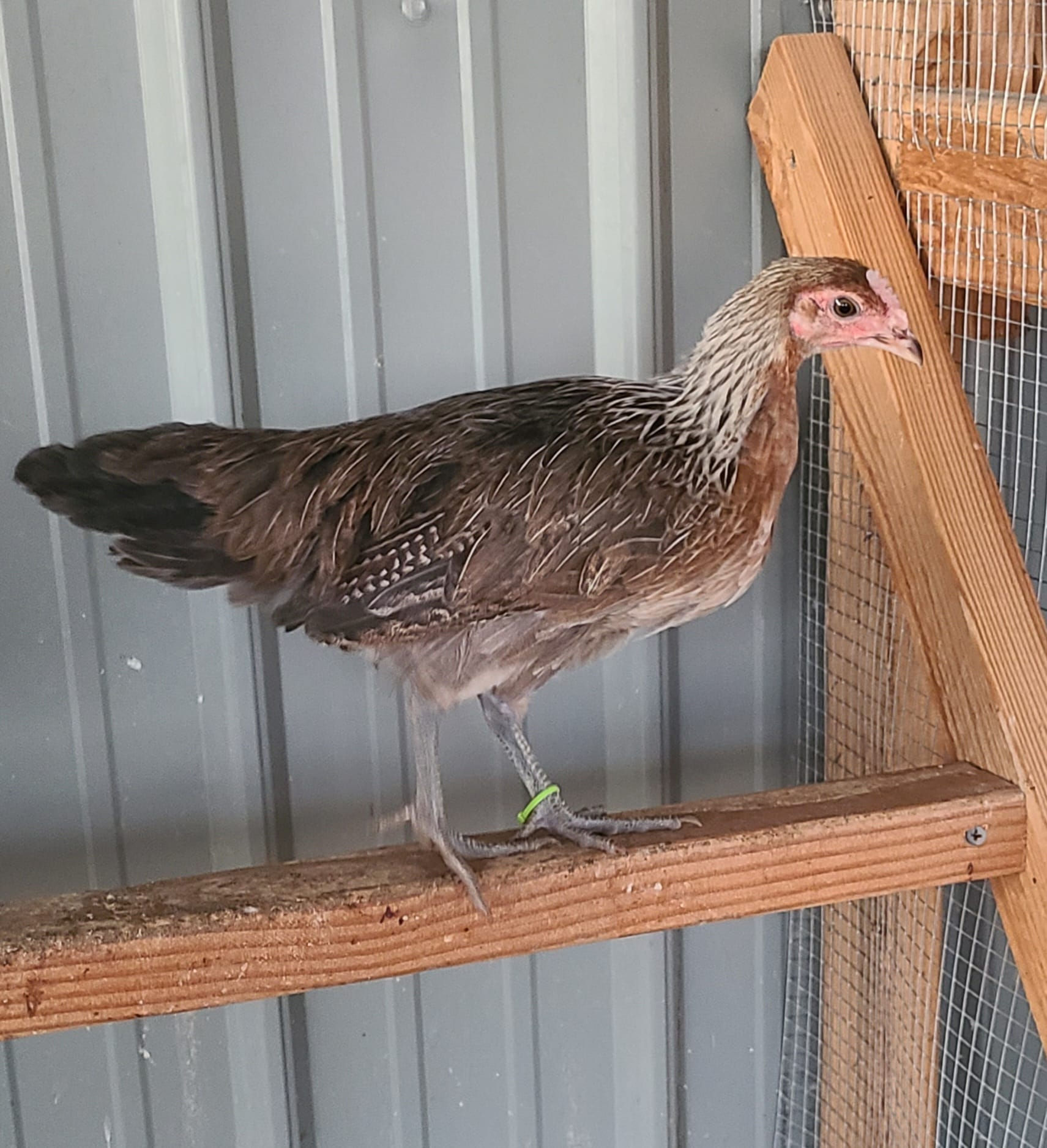 Ayam Ketawa Chicks (The Laughing Chicken)