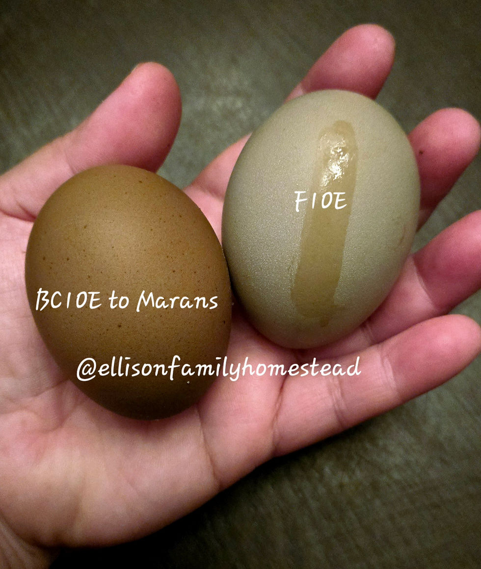 Thumbnail: F1 Olive Egger Hatching Eggs (Sex-Linked)