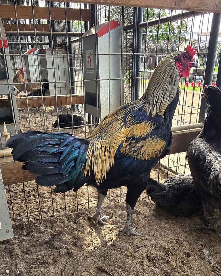 Thumbnail: Liege Fighter Chicks