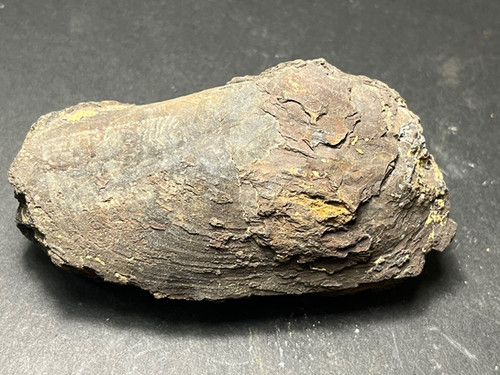 Lobe Shell Fossil Mussel Shell, Lobe B , Leigh Creek Coalmine, S.A | Minerals On Eyre
