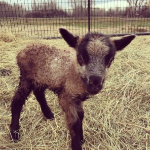 Icelandic Lamb