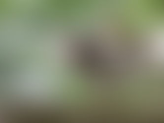 Đá gà trực tiếp: Một trải nghiệm đầy kịch tính và hấp dẫn