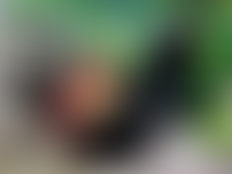 Mỏ Gà Chọi Đẹp