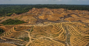 The Vexing Problem of Sourcing Sustainable Palm Oil