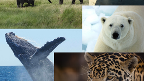March 3 - World Wildlife Day - Let us Celebrate & Reflect
