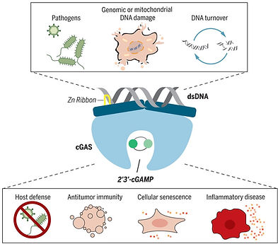 Infectious and noninfectious functions of cGAS.jpg