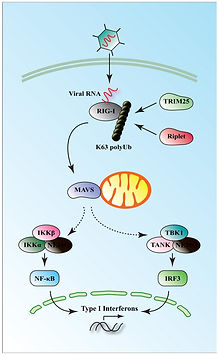 The role of ubiquitination in the RIG-I antiviral signaling pathway .jpeg