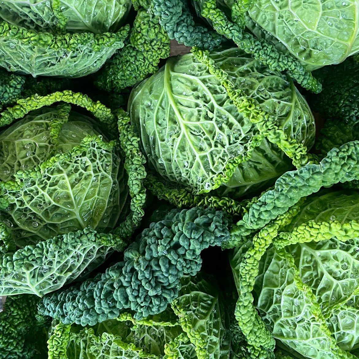 Chou frisé - pièce