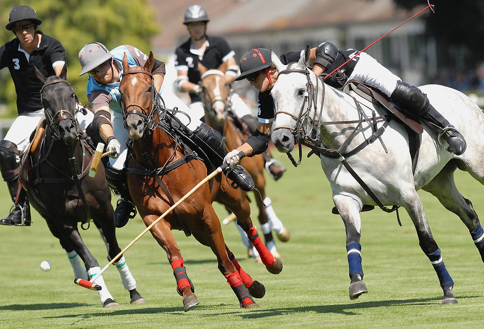 POLO POLO 2.jpeg