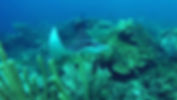 Eagle Ray San blas snorkelling san blas