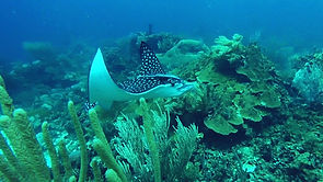 Eagle Ray San blas snorkelling san blas
