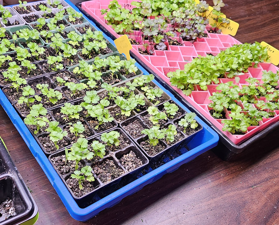 Thumbnail: Help us Buy Seeds and Seed Pots