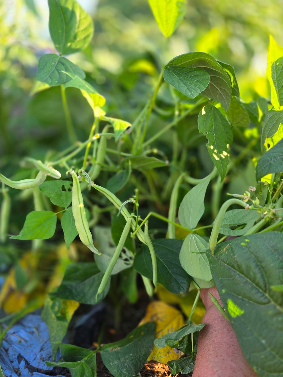 Bean Harvest
