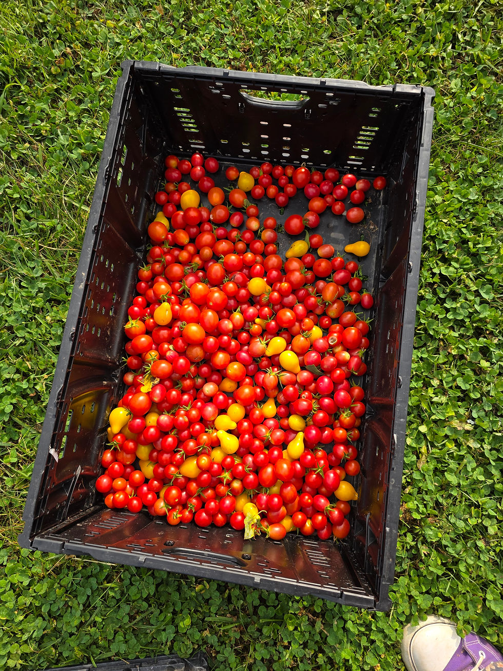 Thumbnail: Help us buy Harvest Baskets