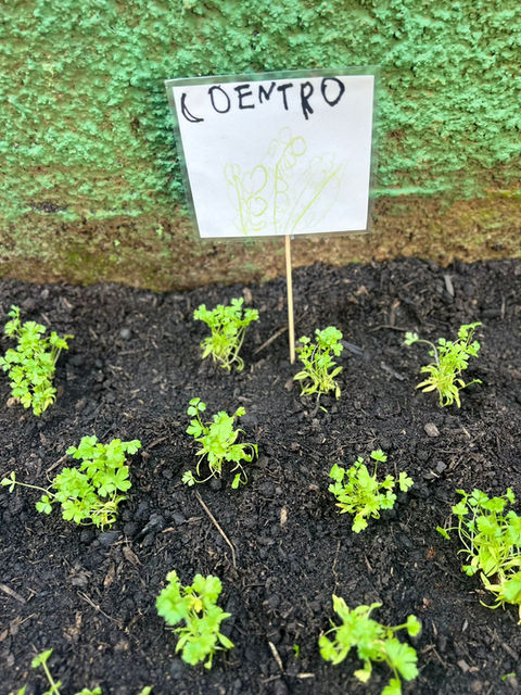 criança estudando, bebê segurando uma flor, crianças se divertindo, escola meu quintal