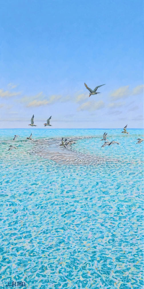 Terns at the Sandbank