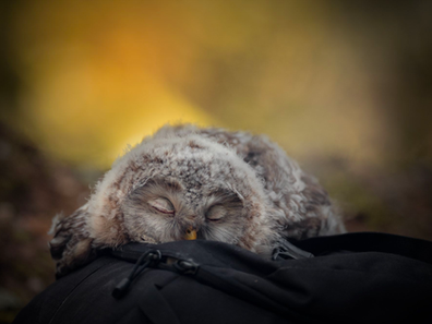 Khám Phá Bí Mật Kỳ Diệu Của Chim - Chim Ngủ Như Thế Nào Về  Đêm?