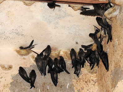 Yến Sào - Siêu Thực Phẩm Hay Cái Bẫy Thị Trường?