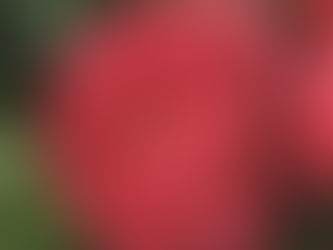 How to Plant Peonies in North Texas