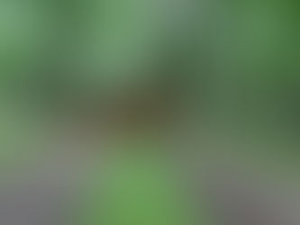 The Benefits of Forestry Mulching as a Land Clearing Option in New Smyrna Beach and Volusia County