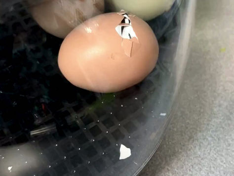 Baby Chicks Make Their Great Escape in Kindergarten!
