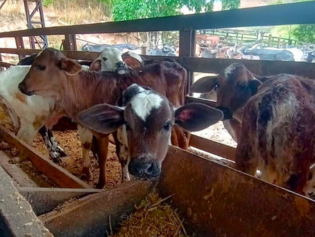 Manejo produtivo reforça eficiência e sustentabilidade no Projeto Rio Mais Leite