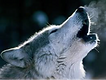 wolf-call.png
